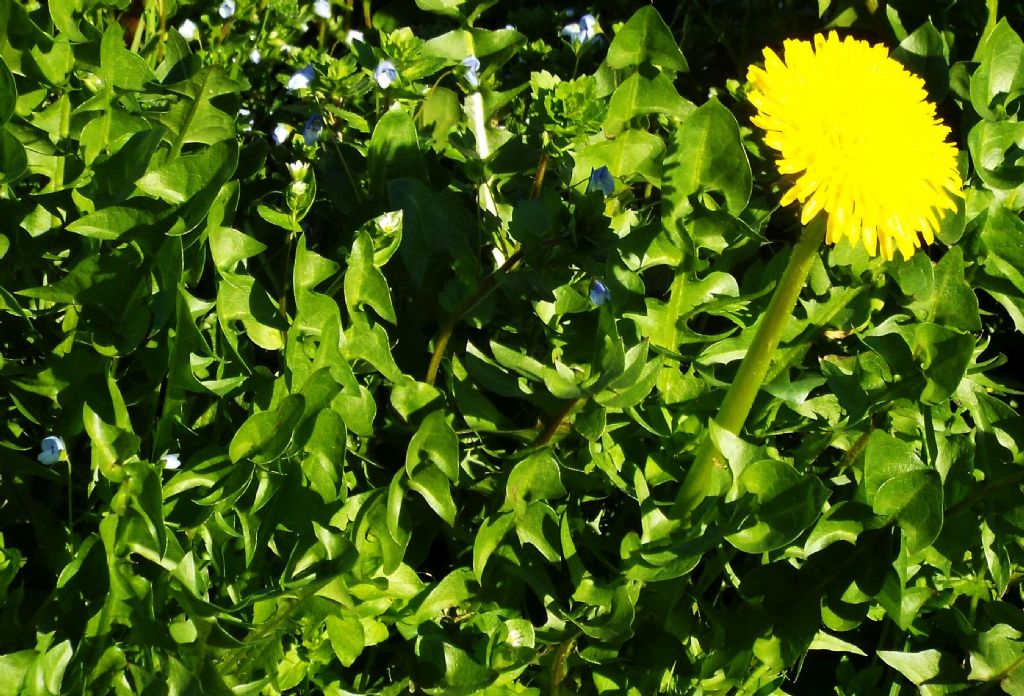 Taraxacum sp. (Asteraceae)